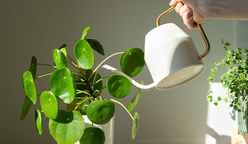 چه زمانی به گیاهان آپارتمانی آب بدهیم؟