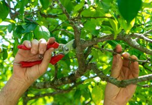 هرس تخصصی درختان