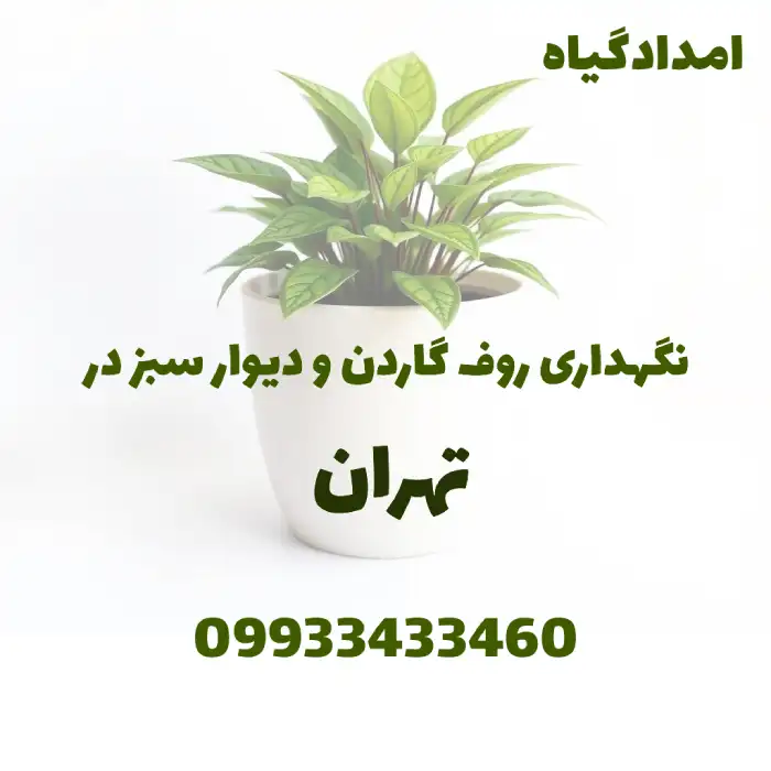 نگهداری روف گاردن و دیوار سبز در تهران