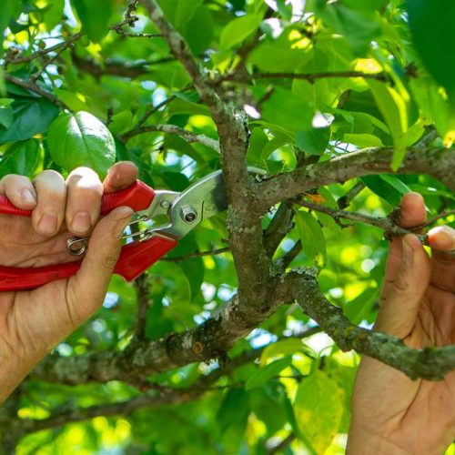 هرس تخصصی درختان