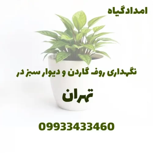 نگهداری روف گاردن و دیوار سبز در تهران