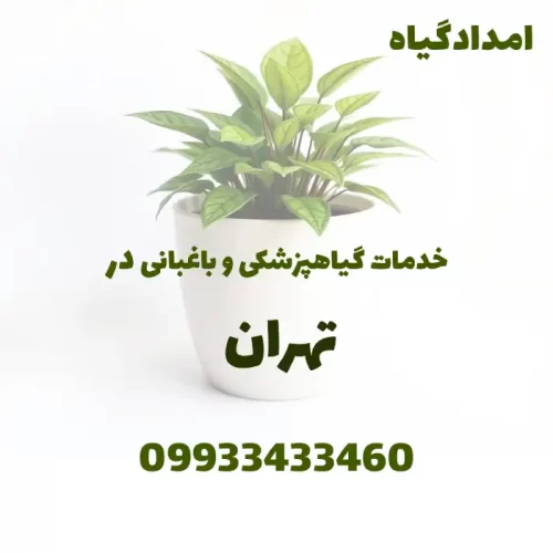 خدمات گیاهپزشکی و باغبانی در خیابان تهران