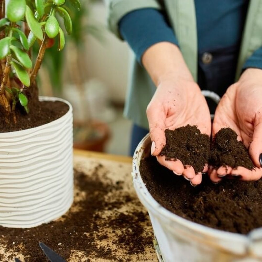 خاک مناسب گیاهان آپارتمانی