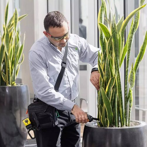 گیاهپزشک برای گیاهان شرکت و ادارات